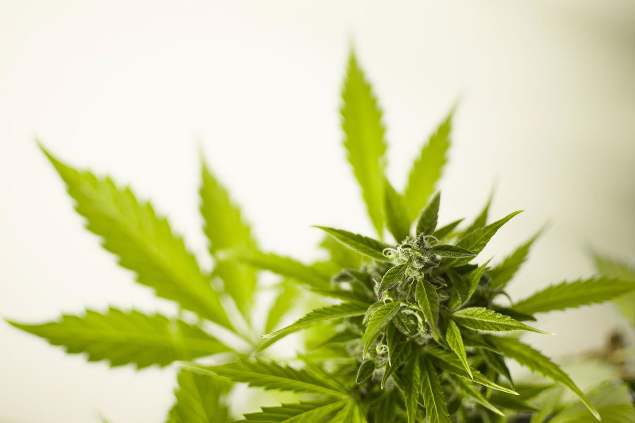 cannabis.jpg
