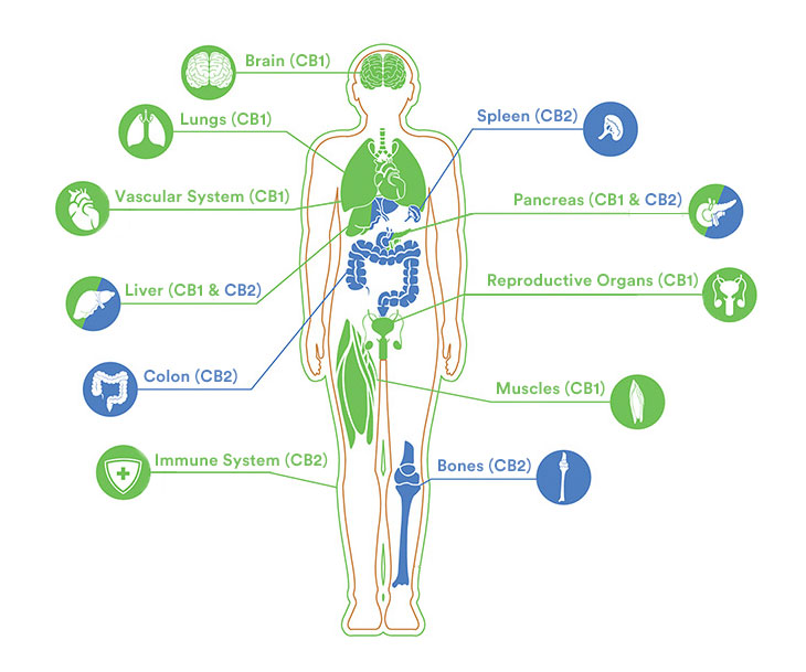 cbd-systems-rev.jpg